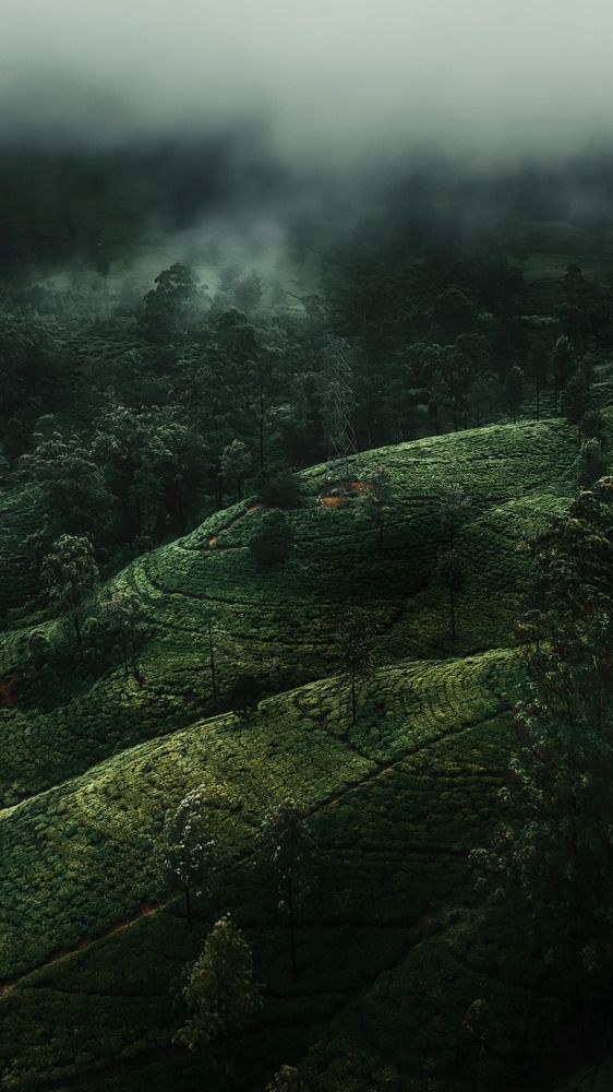 Photograph by Damith Gihan