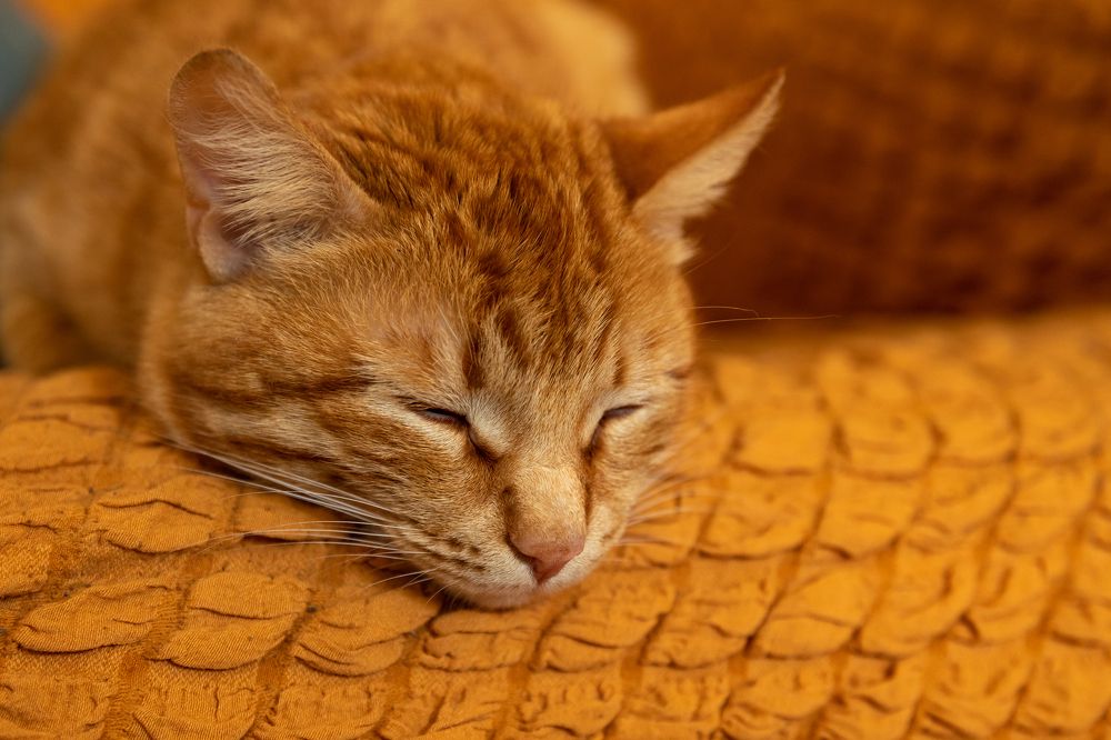 Photograph by Светлана Тараканова