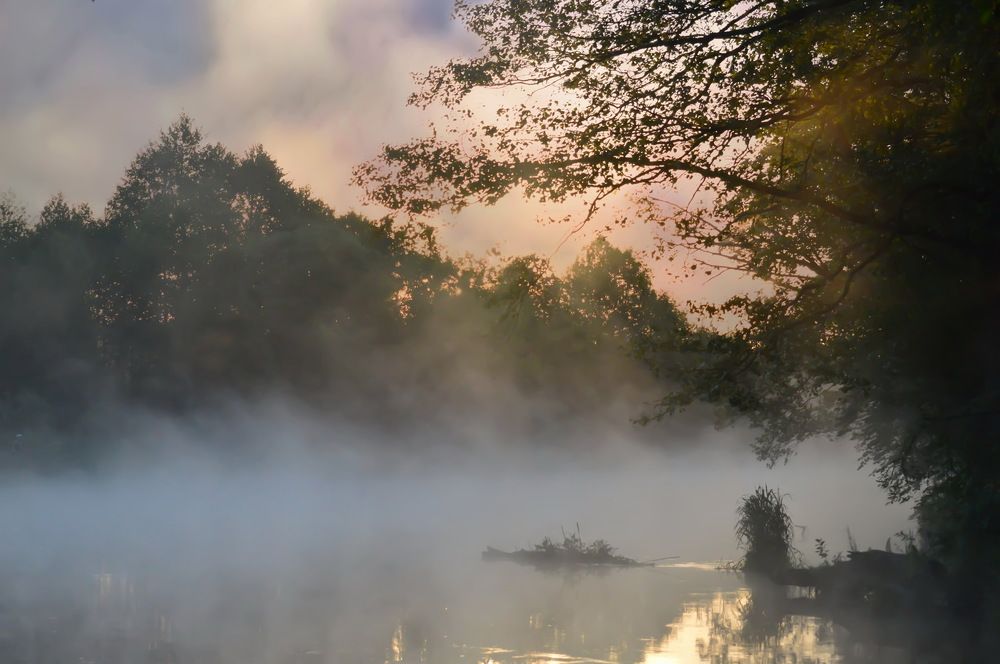 Ёжик в тумане