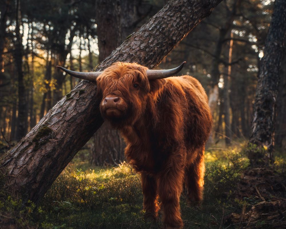 Photograph by Swen Holkamp