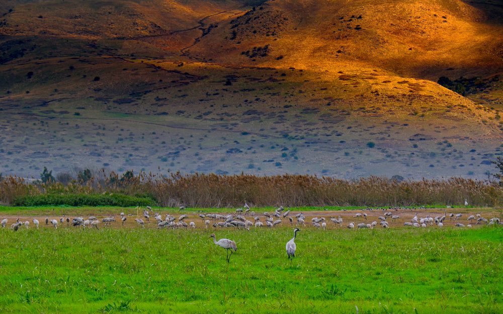 Photograph by Олег Стратиенко