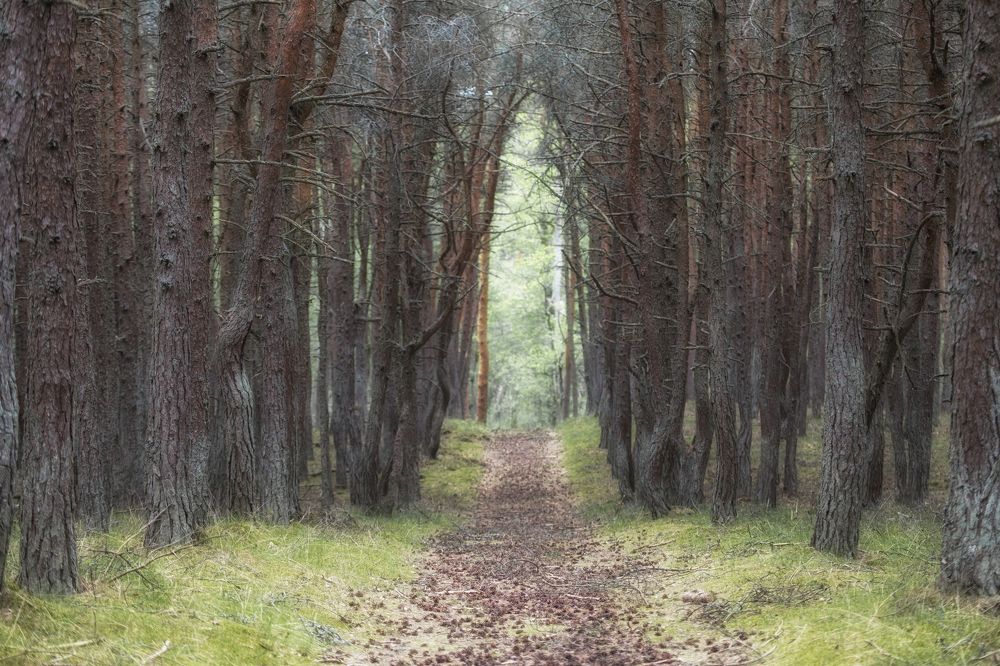 Photograph by Сергей Старостин