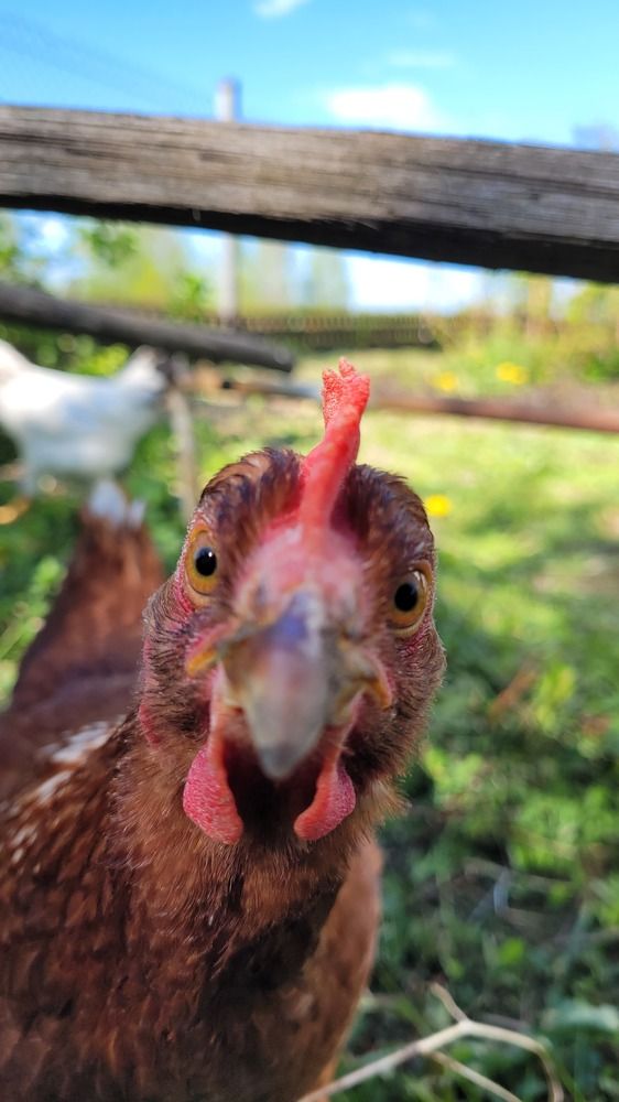 Очень любопытная курица