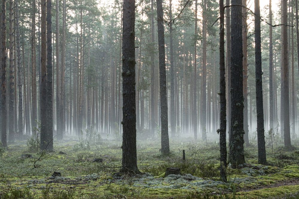 Photograph by Алексей Голубев