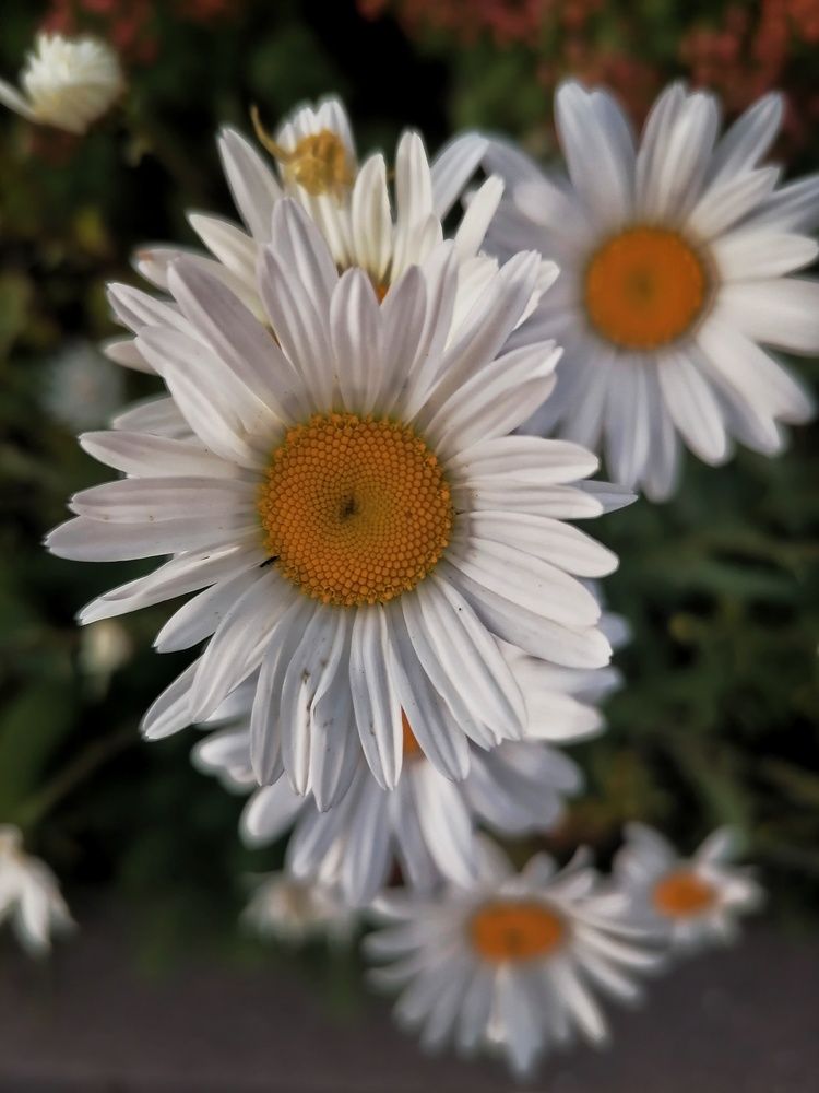 Photograph by Елена Легенда
