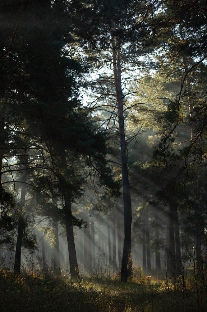 Photograph by Сивакова Виктория