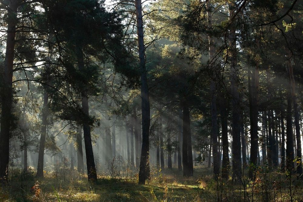 Photograph by Сивакова Виктория