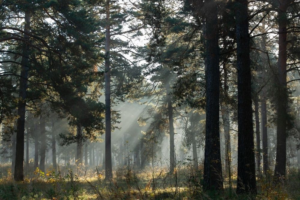 Photograph by Сивакова Виктория