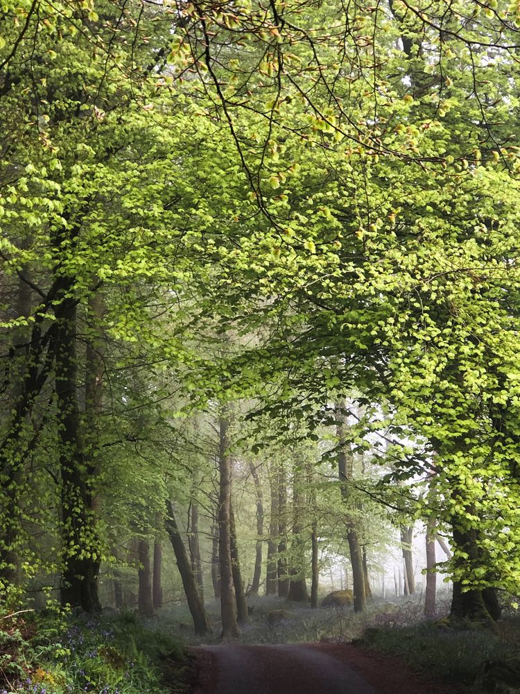Bluebells and fog