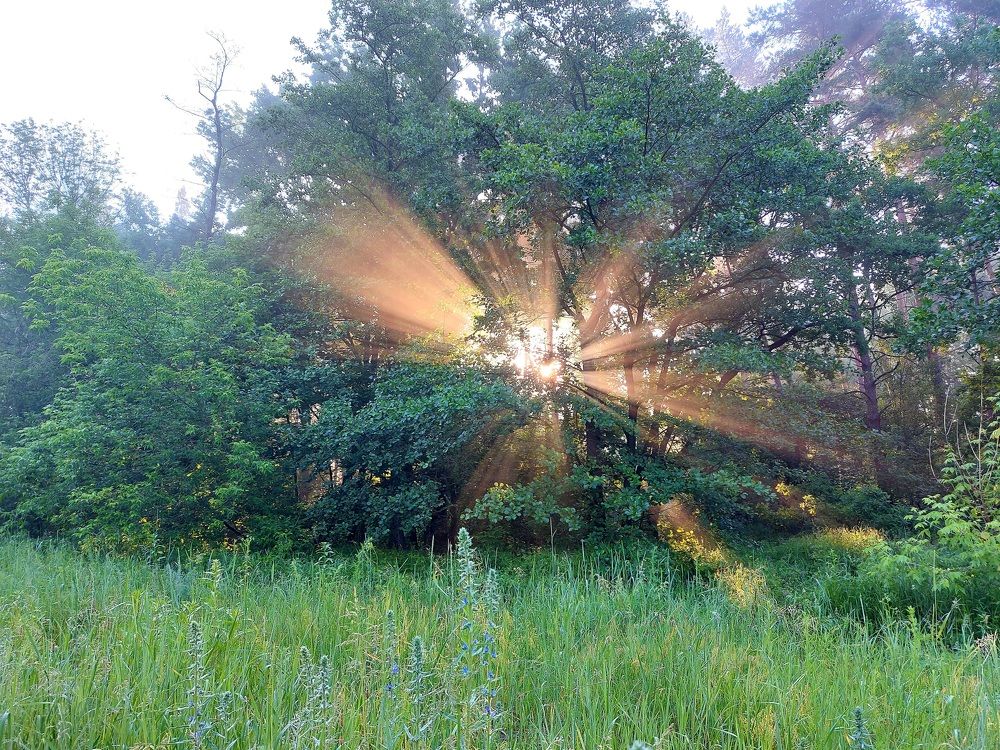 Photograph by Елена Владимировна Локтионова