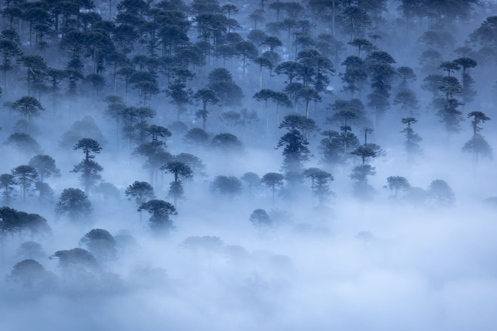 Photograph by Cristobal Muñoz