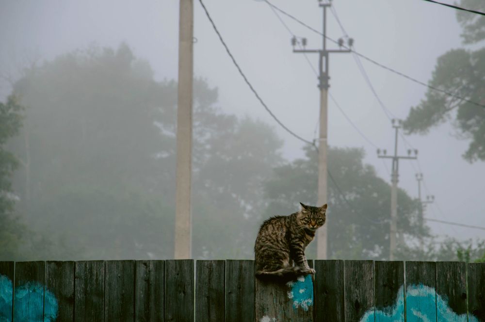 Фотография автора Анастасия Бондарь