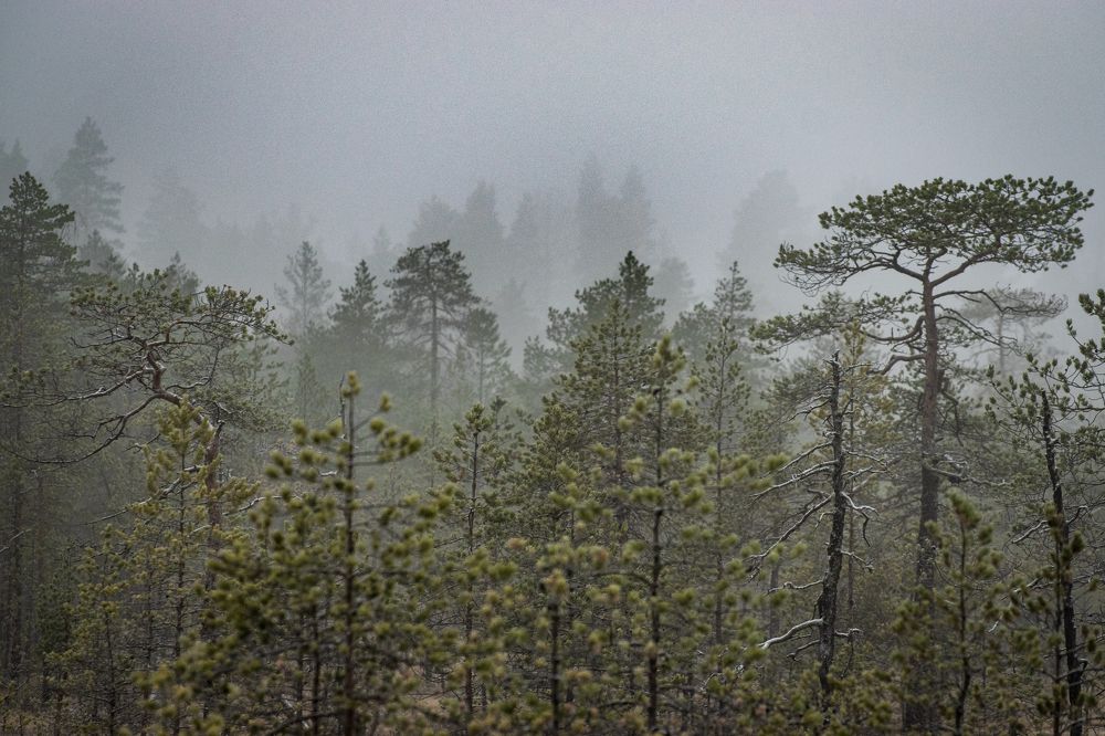 Photograph by Сергей