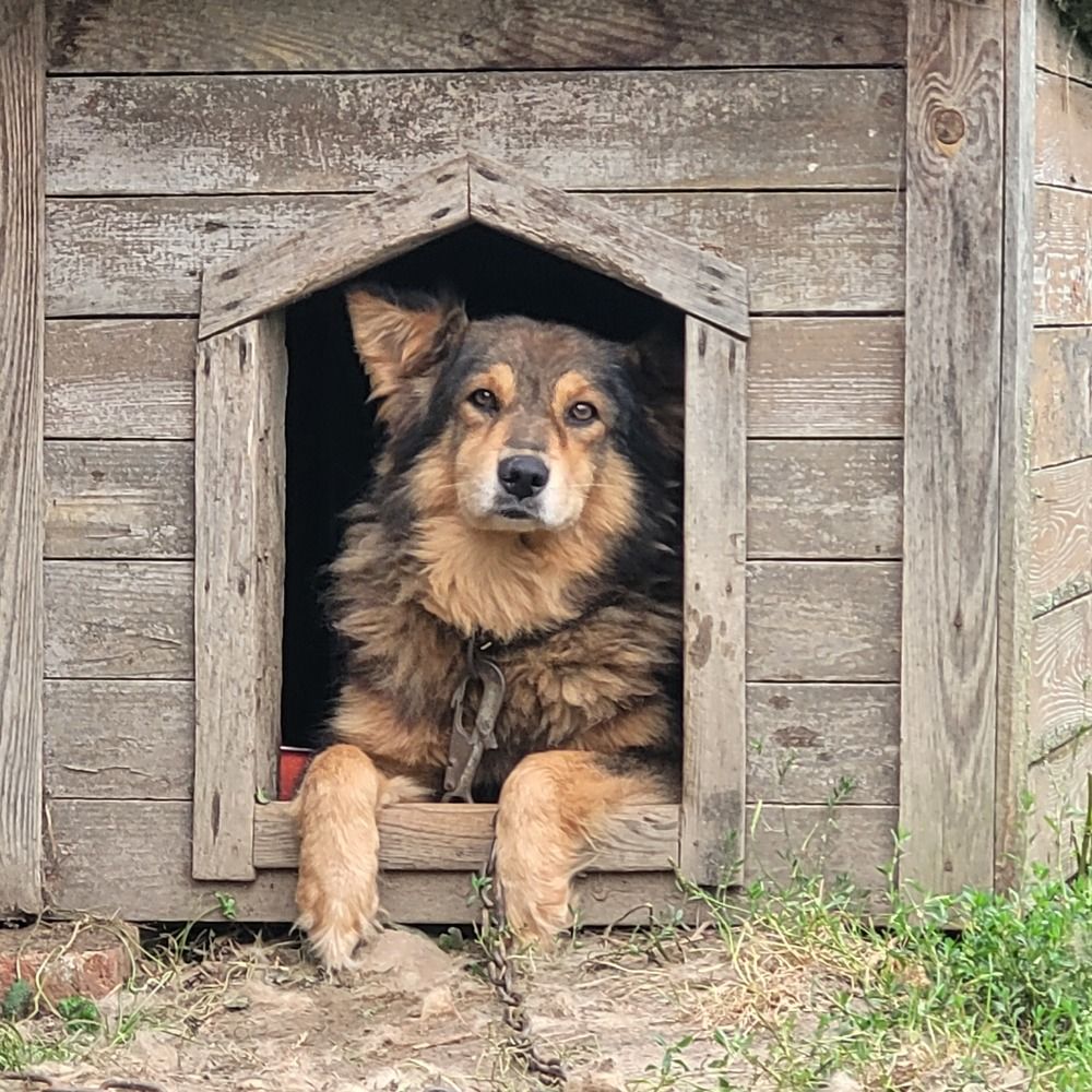 Деревенский добрый пес