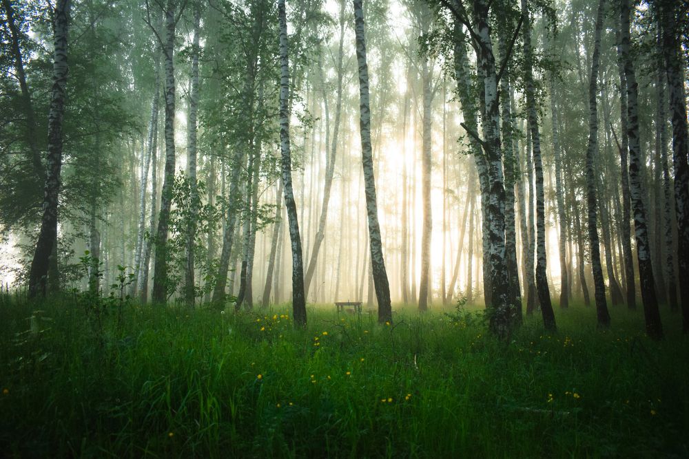 Photograph by Onyx X