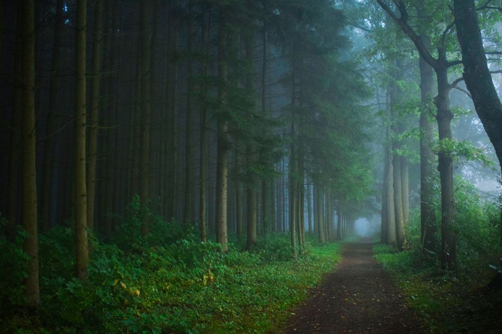 Photograph by Onyx X