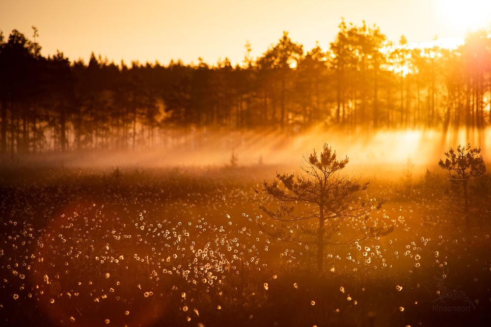 Photograph by Анна Гиндендорф