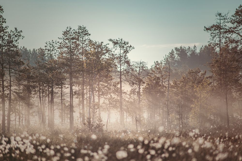 Photograph by Анна Гиндендорф