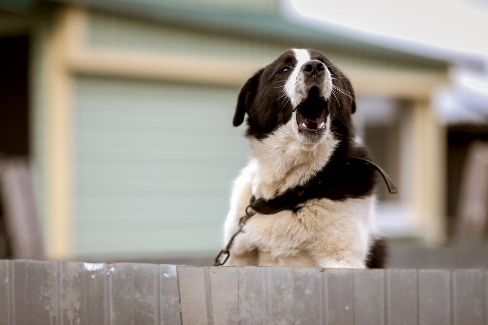 Photograph by Победина Lubov