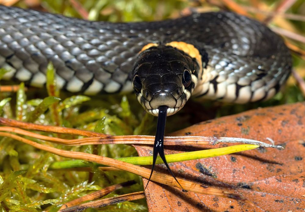 Photograph by Борис Новиков