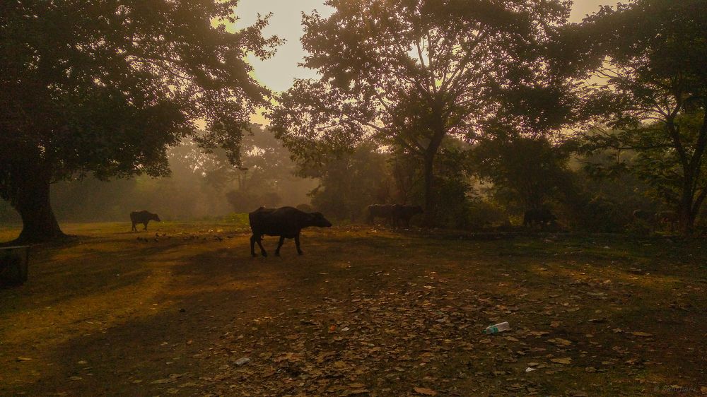 Photograph by Sanchari Nag