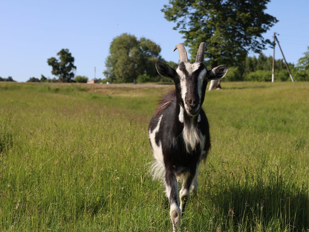 Фотография автора Ирина Мосько