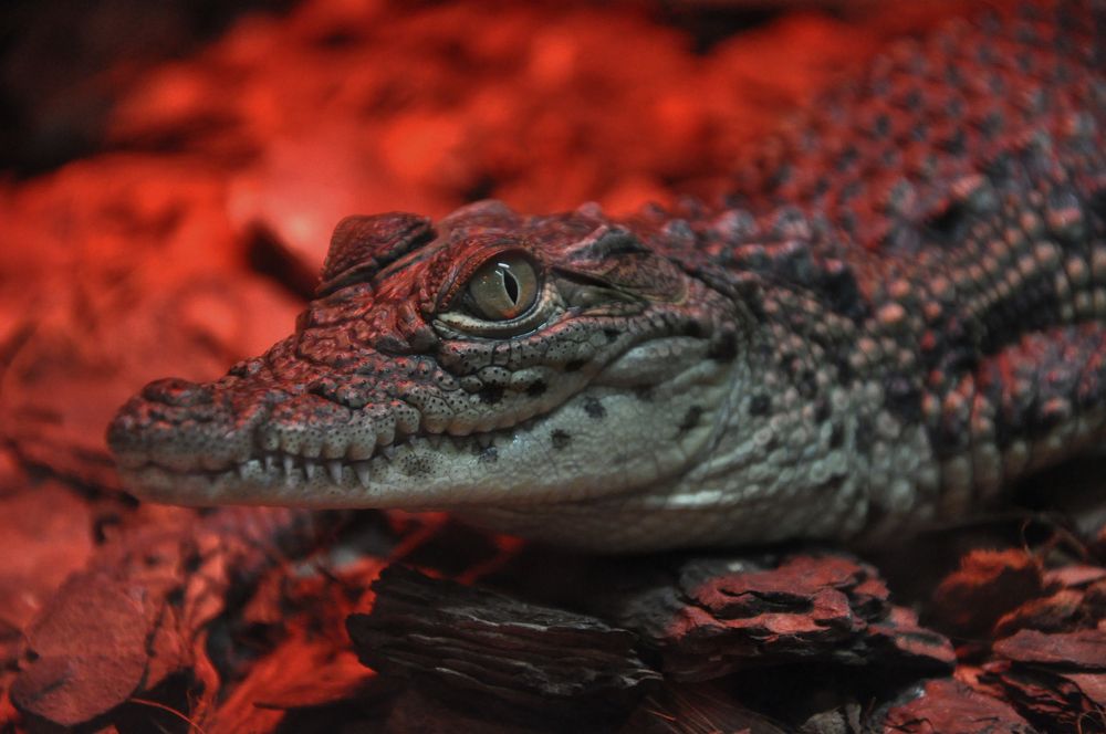 Photograph by Галина Лысых