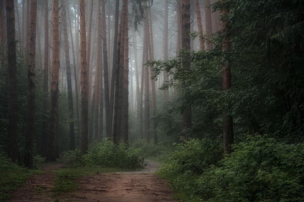 Photograph by Соколова Елена