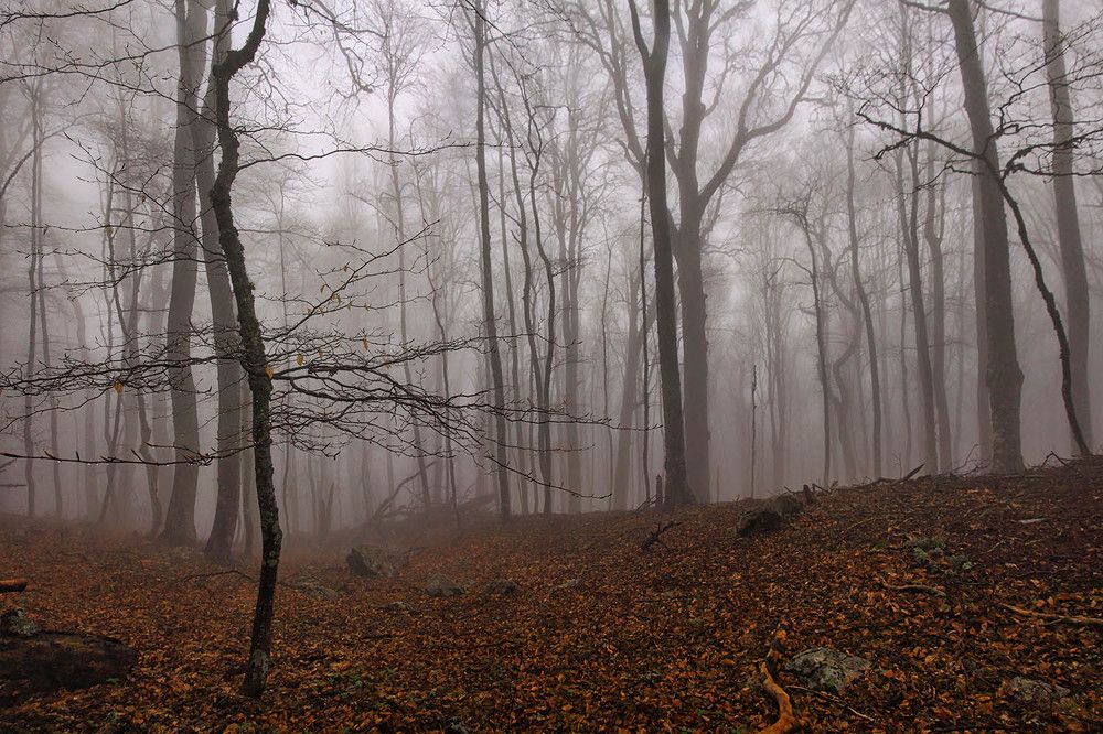 Photograph by Михаил Баевский