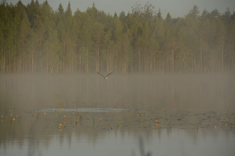 Photograph by Наталья