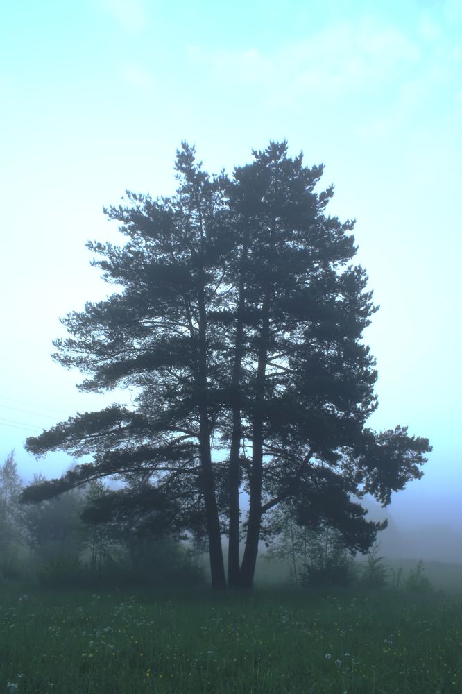 Photograph by Olga Strogonova