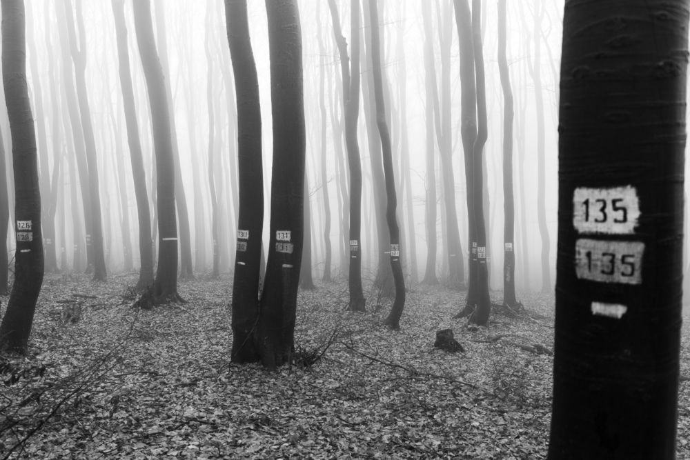 Photograph by Георги Георгиев