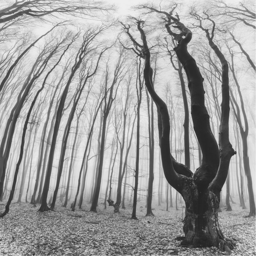 Photograph by Георги Георгиев