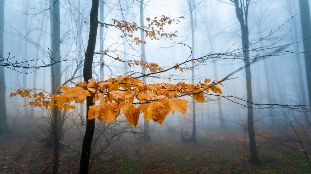 Photograph by Георги Георгиев