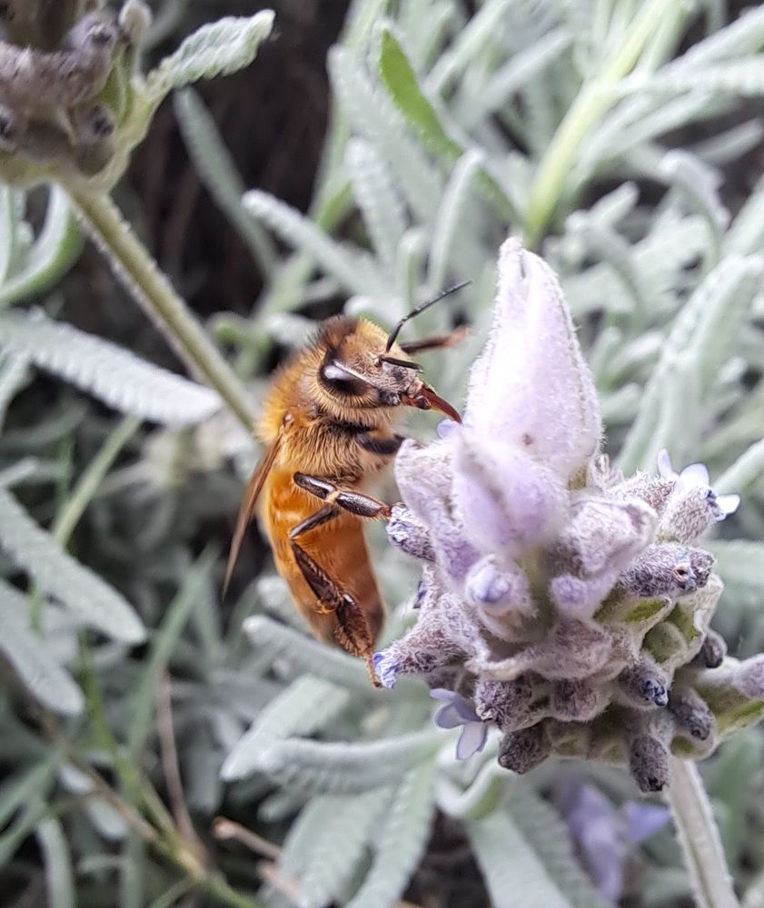 Фотография автора gustavo pecelis