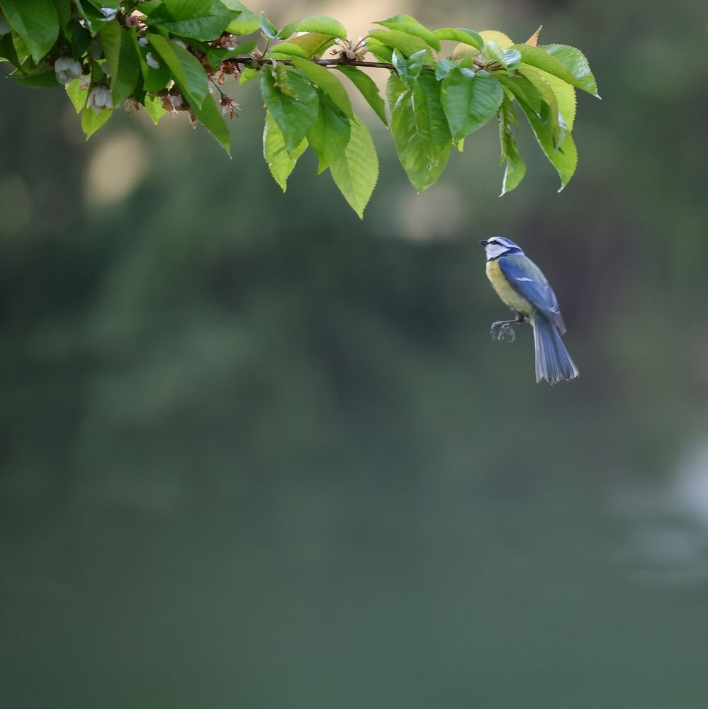 Blue tit