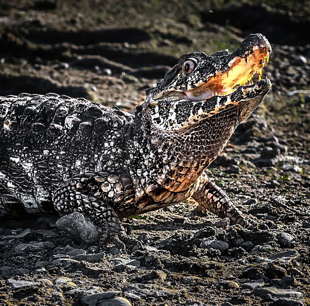 Photograph by Анатолий Веремеев