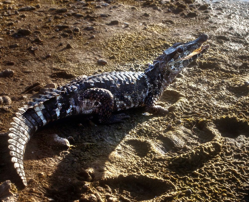 Photograph by Анатолий Веремеев