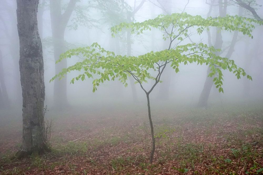Photograph by Андрей Гусаченко