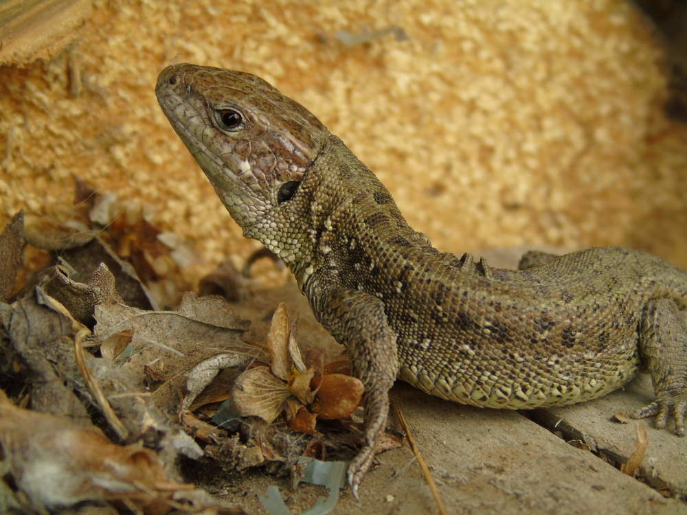 Photograph by Надежда Батракова