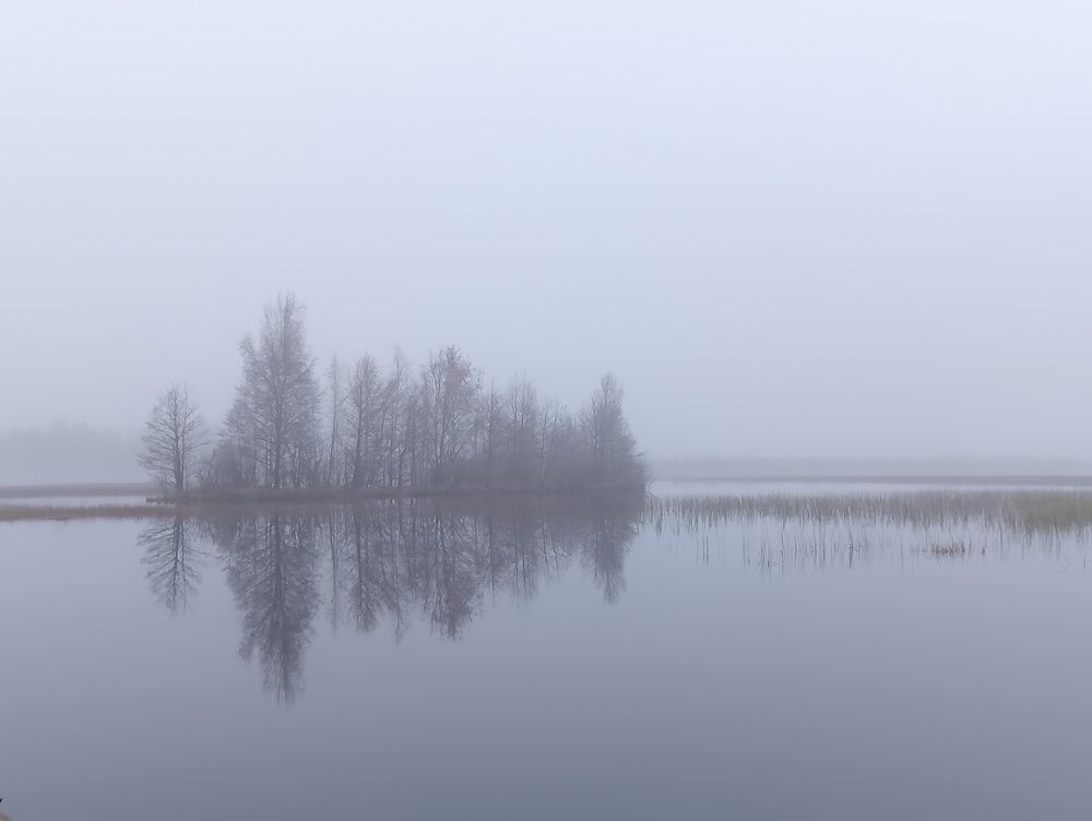 Биоритмы тумана