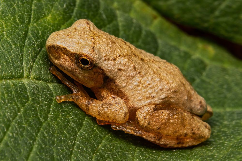 Photograph by Stéphane Boucher