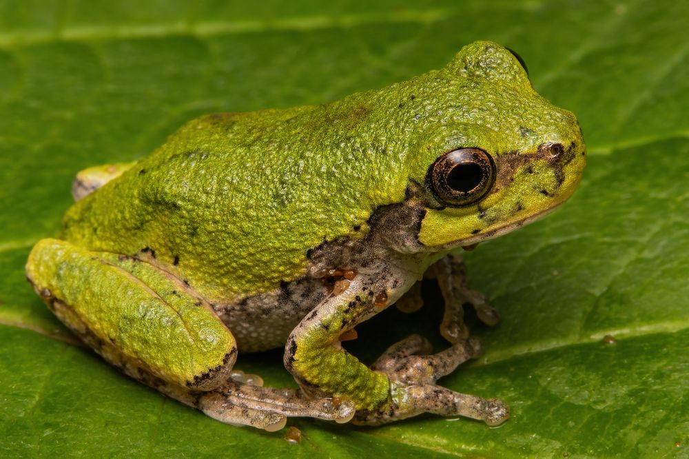 Photograph by Stéphane Boucher