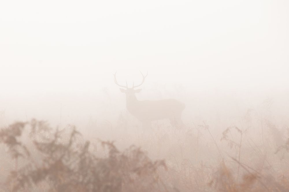 Фотография автора Оксана Мерзликина