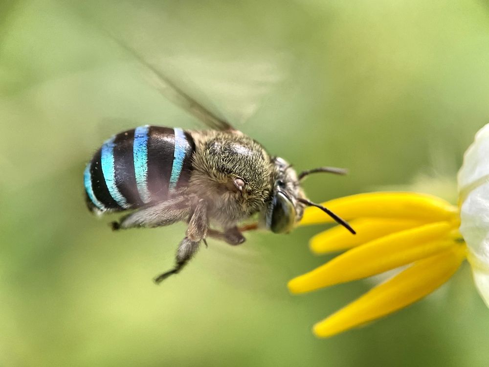 Busy bee