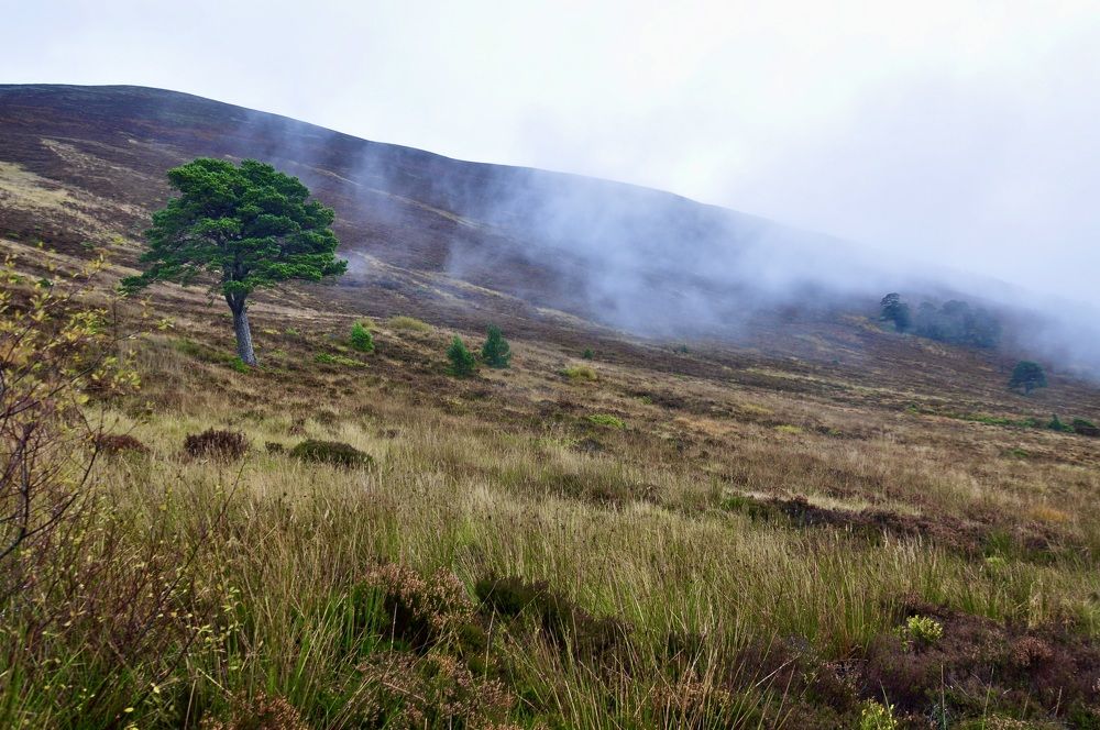 Hiking in the foggy highlands