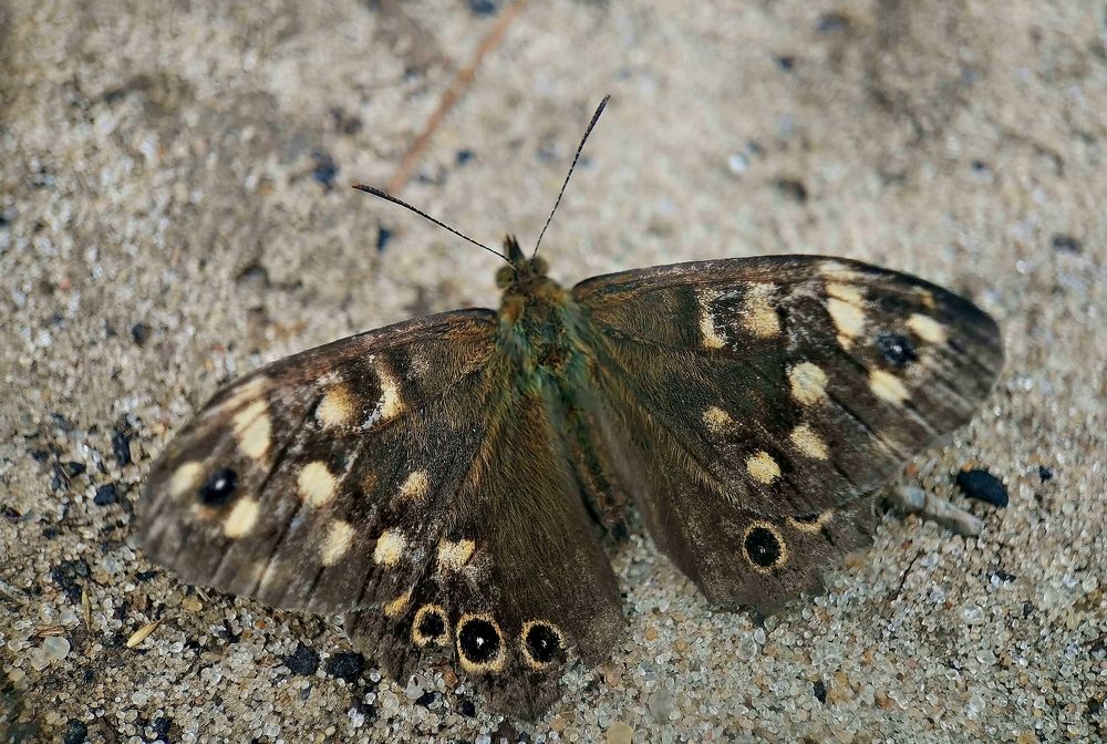 Photograph by Игорь Носков (Домненко)