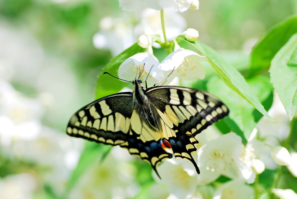 Photograph by Оксана Трофименко