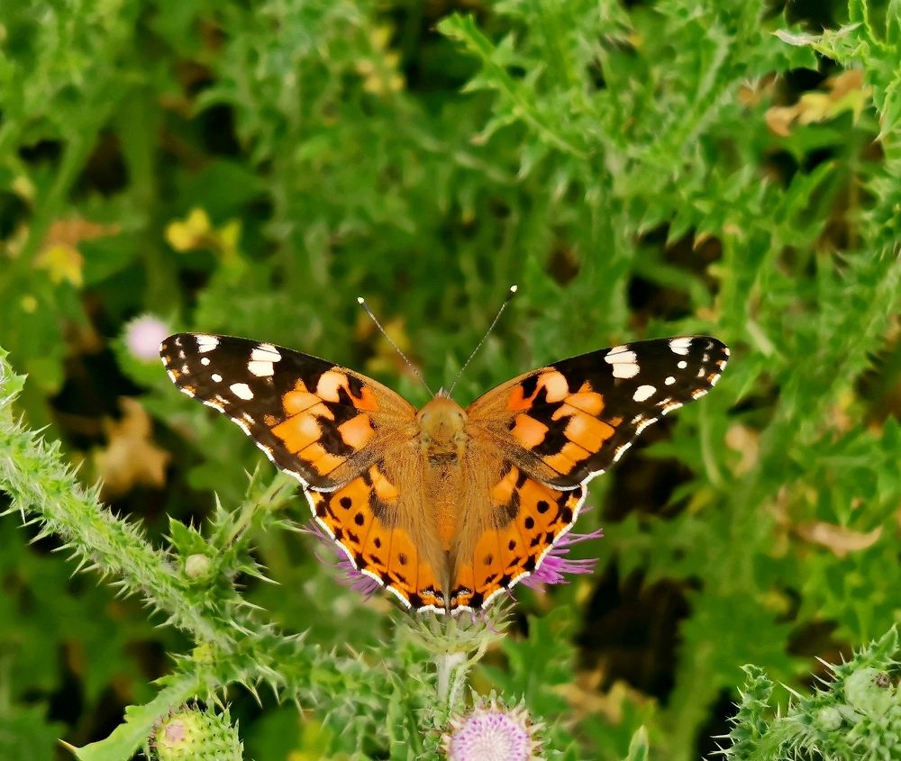 Photograph by Игорь Носков (Домненко)