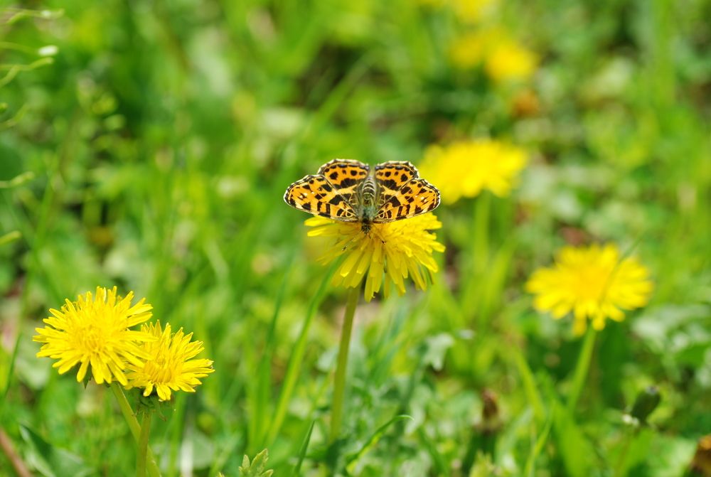 Photograph by Оксана Трофименко